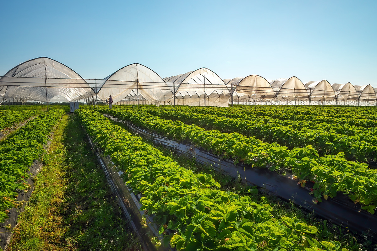 Agricultural Facilities Developer