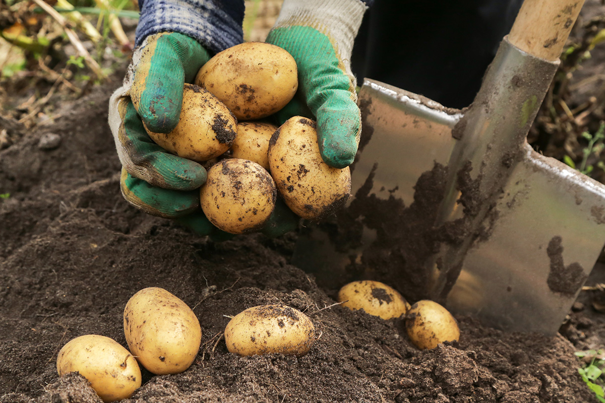Potato Farming Business