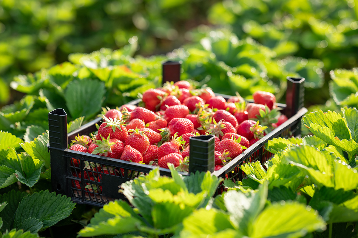 Specialist Fruit Grower